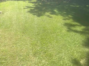 Danny M.'s lawn service service result