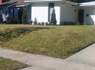 David T.'s turf maintenance service result