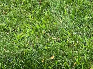 Myra W.'s lawn care services service result