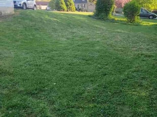 Armando C.'s grass maintenance service result