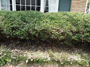 Eric S.'s Bush Trimming service result