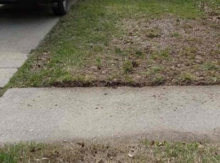 Ronald F.'s Leaf Removal service result