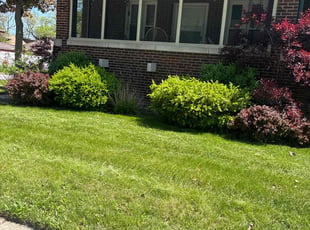 Kristen S.'s turf care service result
