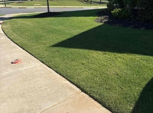 Christine D.'s turf care service result