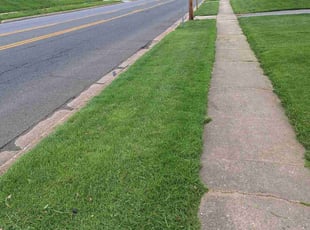 Patricia R.'s turf care service result