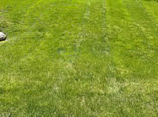 Phillip B.'s turf maintenance service result