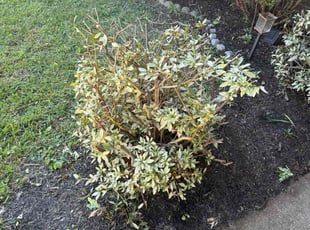 Ken H.'s Bush Trimming service result