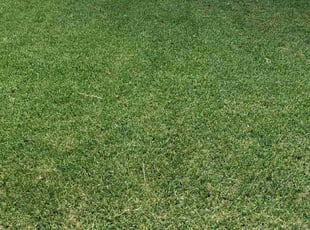 Nikki M.'s lawn care services service result