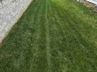Brett W.'s turf care service result