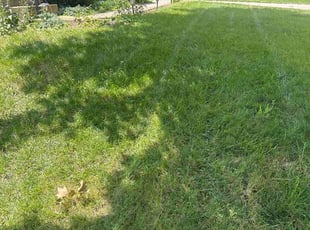 Melissa I.'s lawn service service result