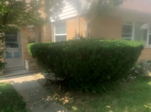 Shani D.'s Bush Trimming service result