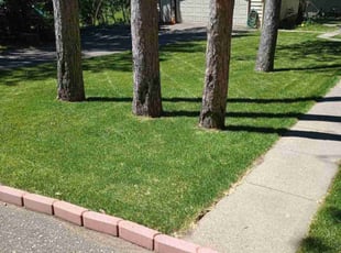 Joseph M.'s residential landscaping service result
