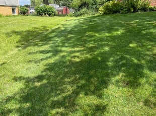 Alicia S.'s lawn service service result