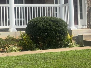 Kristy P.'s Bush Trimming service result