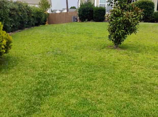 Kristin C.'s turf maintenance service result