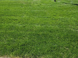 Ida S.'s yard maintenance service result