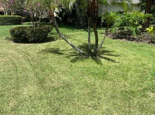 Samantha B.'s lawn maintenance service result