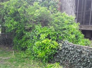 Daniel V.'s Bush Trimming service result