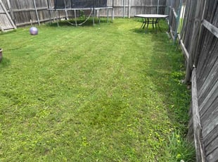 Tess S.'s turf care service result
