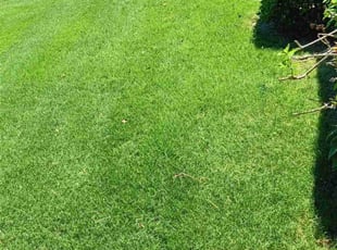 Larry M.'s grass maintenance service result