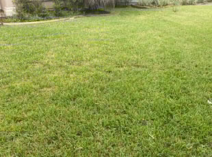 Richard B.'s grass maintenance service result