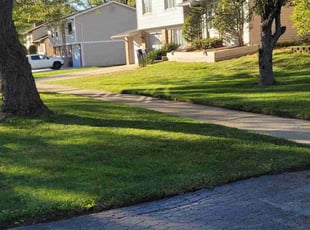 Jordan P.'s Leaf Removal service result