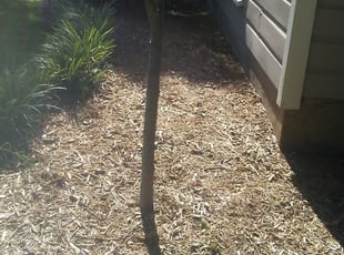 Lynett M.'s Bush Trimming service result