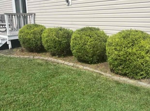 Cynthia W.'s Bush Trimming service result