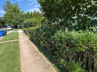 Raven M.'s Bush Trimming service result