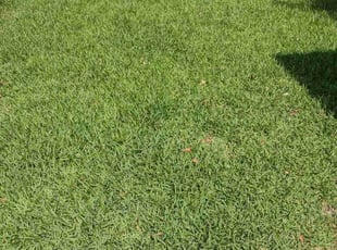Cheryl H.'s lawn care services service result