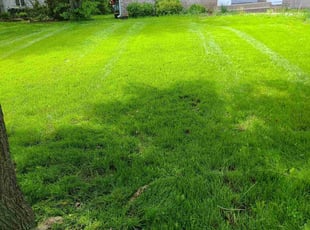 Shavon W.'s turf care service result