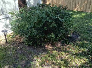 Julie S.'s Bush Trimming service result