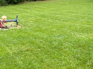 Bernadette E.'s turf care service result