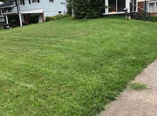 Sari M.'s lawn maintenance service result