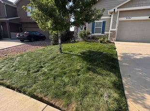 Eboni L.'s lawn care service result