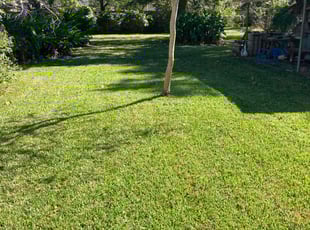 David W.'s grass maintenance service result