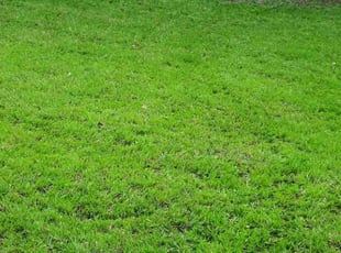 Alejandro B.'s lawn care services service result