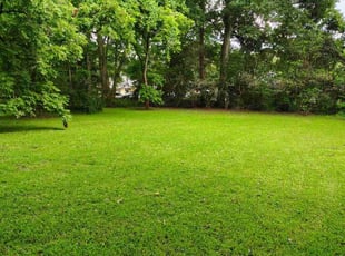 Pat W.'s lawn care services service result