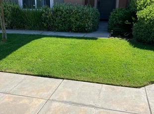 Jennifer Z.'s turf care service result