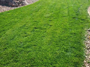 Mina S.'s lawn service service result