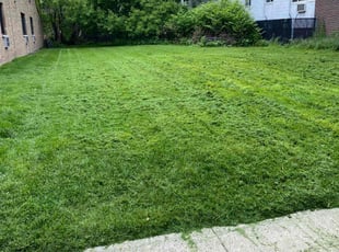 Alison P.'s lawn care service result
