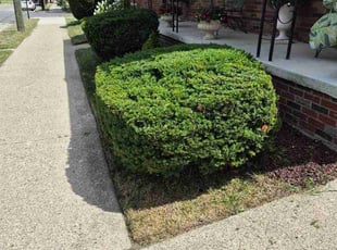 Jennifer V.'s Bush Trimming service result