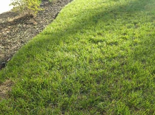 Andrea H.'s grass maintenance service result