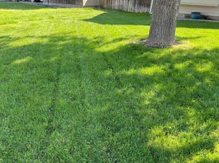 Dean T.'s turf maintenance service result