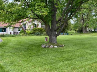 Kate M.'s grass cutting service result