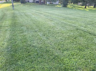 Martha M.'s turf care service result