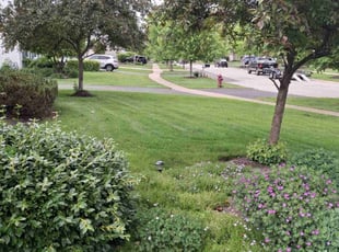Carl C.'s grass maintenance service result