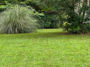 Chris C.'s lawn care services service result