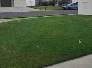 Nelia M.'s turf maintenance service result