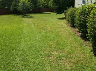 Silvia D.'s lawn service service result